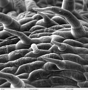 Insect Resistance in Crops: Morphologic, Biochemical & Physical ...