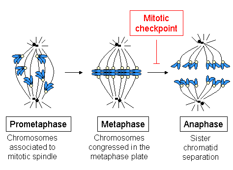 Metaphase Plate Definition Formation Lesson Study