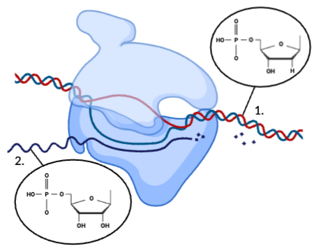 Analyzing an Illustration of DNA & RNA Molecules & Identifying ...