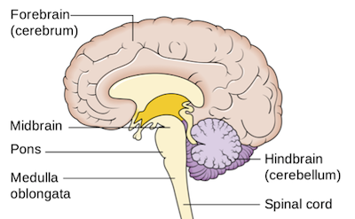 Forebrain Definition Function Video Lesson Transcript Study