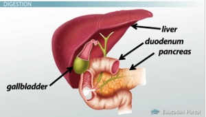 Digestive System Liver And Gallbladder Digestive System Liver And Gallbladder