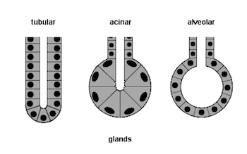 tubular meaning