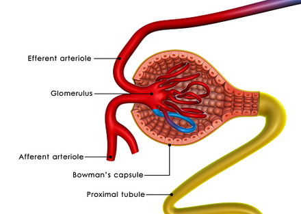 Nephron Definition Parts Function Lesson Study Nephron Definition Parts Function Lesson Study
