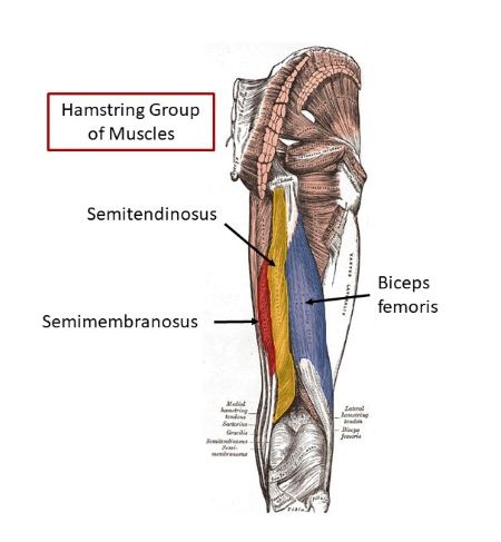 Anatomy Of Hamstring Muscles Leg Muscle Diagram Hamstring Anatomy Of