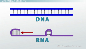 Difference Between DNA & RNA | Functions & Types - Lesson | Study.com