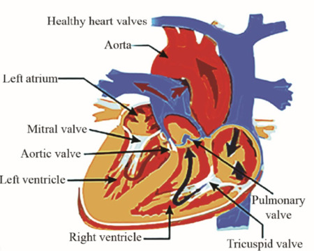 Draw a diagram of the heart of a human adult. Show the circulation of