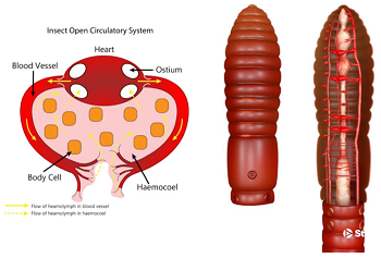 Closed vs. Open Circulatory Systems | Types & Comparison - Lesson ...