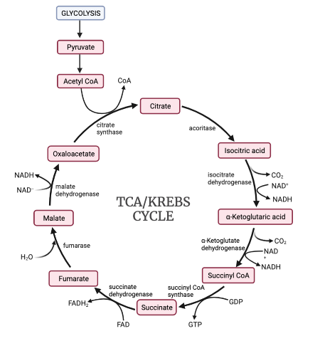 Predicting the Amount of ATP Produced from Glucose under Aerobic ...