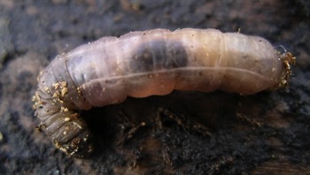 image of Maggot Larva.