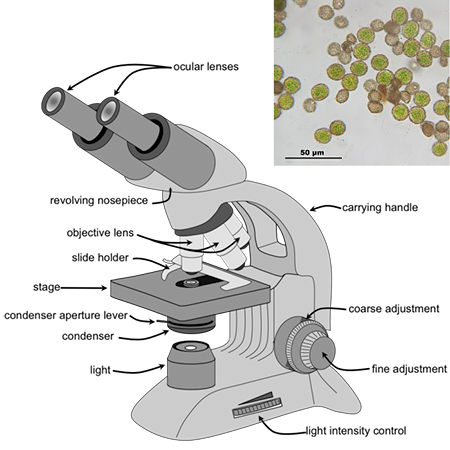 Types Of Microscopes Definition Difference Lesson Study Types Of Microscopes Definition Difference Lesson Study