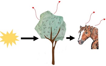 Biological Organization: Flow of Energy & Cycles of Matter | Study.com