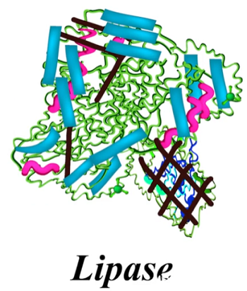 Enzymes in the Digestive System | Importance, Role & List - Lesson ...