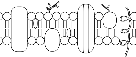 Predicting the Effects of Internal Membranes & Membrane Bound ...