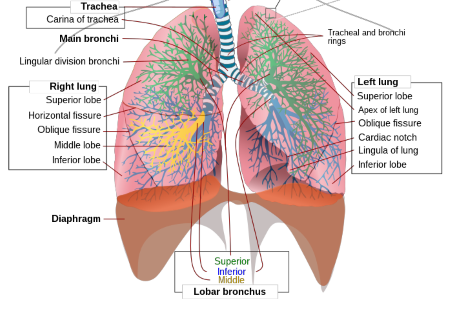 Lung Diagram Anatomy Functions Study Lung Diagram Anatomy Functions Study