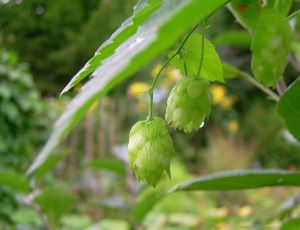 Beer Brewing Process, History & Ingredients | Study.com