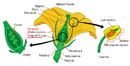 Gametogenesis Definition, Types & Diagram | Study.com