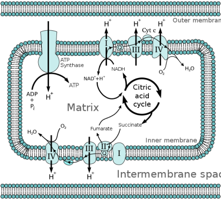 Outer Mitochondrial Membrane | Overview & Function - Lesson | Study.com