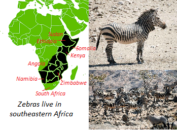 Zebra s Habitat Lesson For Kids Study