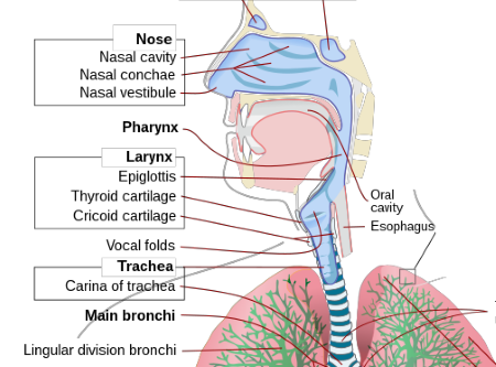 Nasal Cavity Throat Anatomy VILLCASE Human Respiratory System Model
