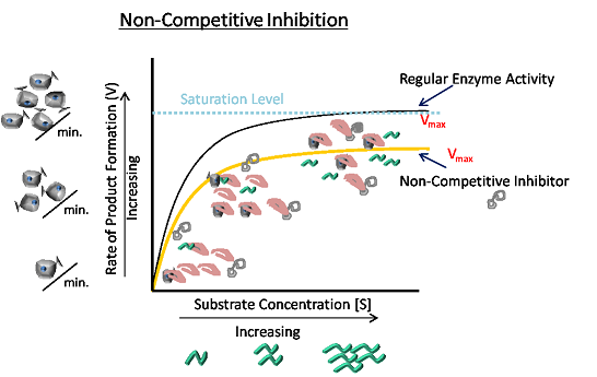 What Is Noncompetitive Inhibition Vs Allosteric Inhibition? – FEXZ