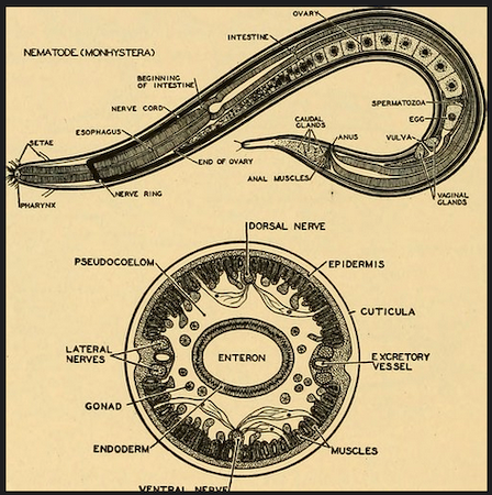 Nematode Diagram
