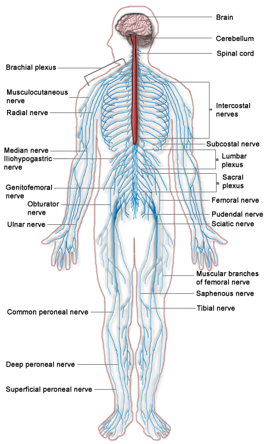 Nerves that make up the nervous system.