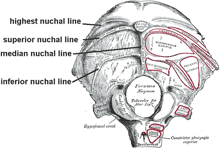 Occipitalis Muscle Function Origin Insertion Lesson Study Occipitalis Muscle Function Origin Insertion Lesson Study