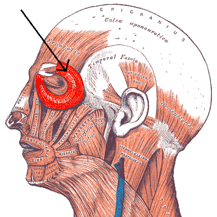 Orbicularis Oculi Muscle Function Origin Insertion Study Orbicularis Oculi Muscle Function Origin Insertion Study