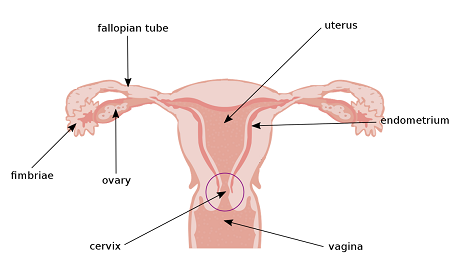 Ova Reproduction Ova Reproduction