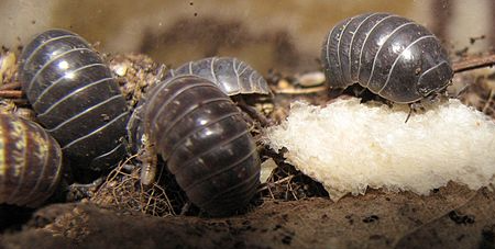 Armadillidiidae Family Life Cycle Study