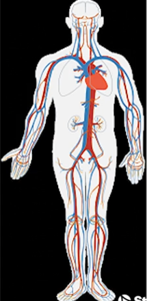 Closed vs. Open Circulatory Systems | Types & Comparison - Lesson ...