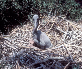 Brown Pelican Facts: Lesson for Kids | Study.com