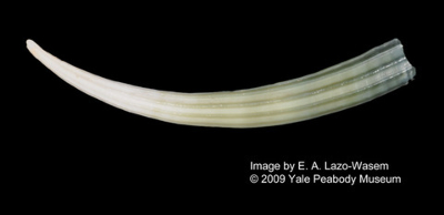 How are Shells Made? | Types of Mollusks & Seashells - Lesson | Study.com