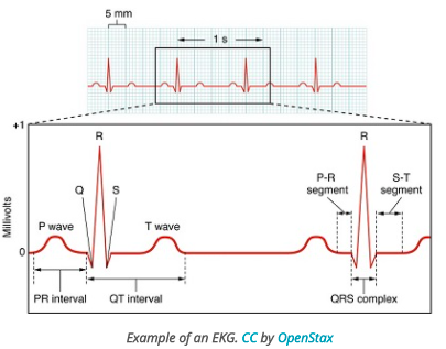 Biology 202L: Anatomy & Physiology II with Lab - Practice Test ...