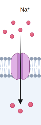 Interpreting Diagrams of Different Cell Transport Practice | Biology ...