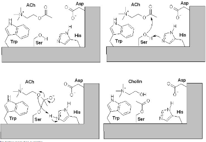 Predicting How Changing the Structure of the Active Site will Affect ...