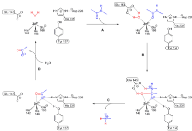 Predicting How Changing the Structure of the Active Site will Affect ...