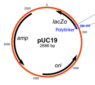 Demonstrating the Uses of Molecular Cloning Practice | Biology Practice ...