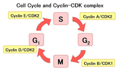Analyzing the Relationship between Cancer & Regulation of Gene ...