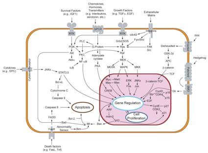 Analyzing the Relationship between Cancer & Regulation of Gene ...
