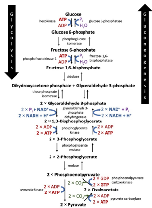 Interpreting a Figure of the Krebs Cycle &amp; the Production of Electron ...