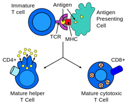 Analyzing the Role of Cell-cell Contact in the Immune Response Practice ...