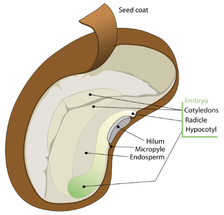 Cotyledon Definition Function Types Lesson Study