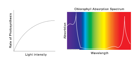 Analyzing Autotrophs' Role in Capturing Energy through Photosynthesis ...