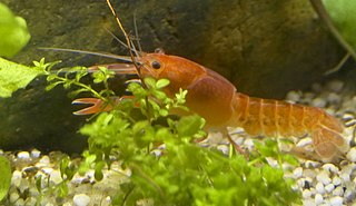 Why are Flamingos Pink? | Color & Characteristics | Study.com