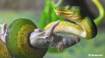 Python Snake Facts: Lesson for Kids - Lesson | Study.com