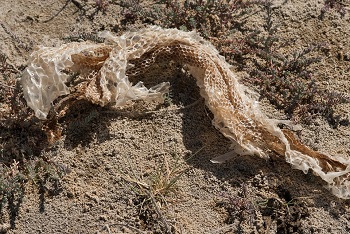 snake adaptations: lesson for kids study.com