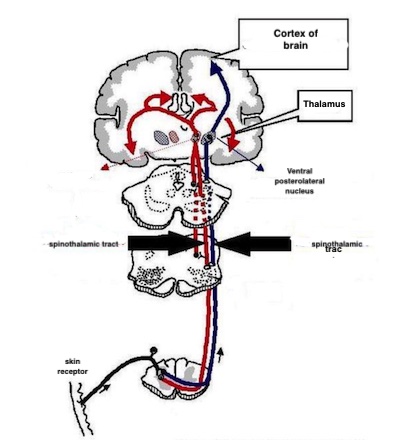 Spinothalamic Tract Anatomy Function Impacts Of Injury Study