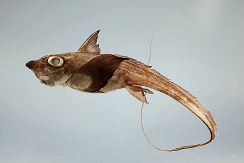 Make Fish Specimen What Is Ichthyology? - Lesson for Kids | Study.com