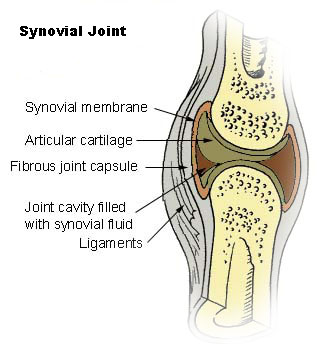 knee joint functional classification